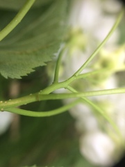 Crataegus brainerdii