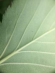 Crataegus brainerdii