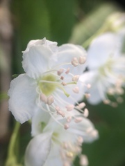 Crataegus brainerdii