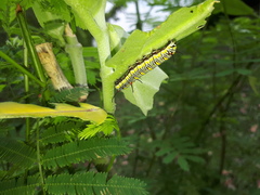 Danaus chrysippus chrysippus
