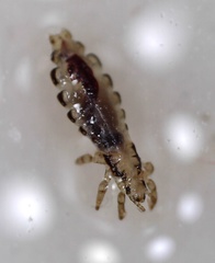 Pediculus humanus