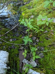 Ranunculus pensylvanicus