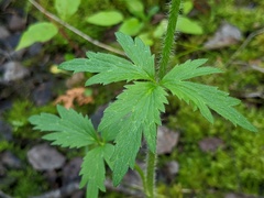 Ranunculus pensylvanicus