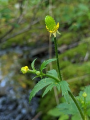 Ranunculus pensylvanicus