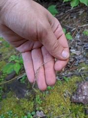 Graphephorum melicoides