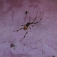 Latrodectus geometricus