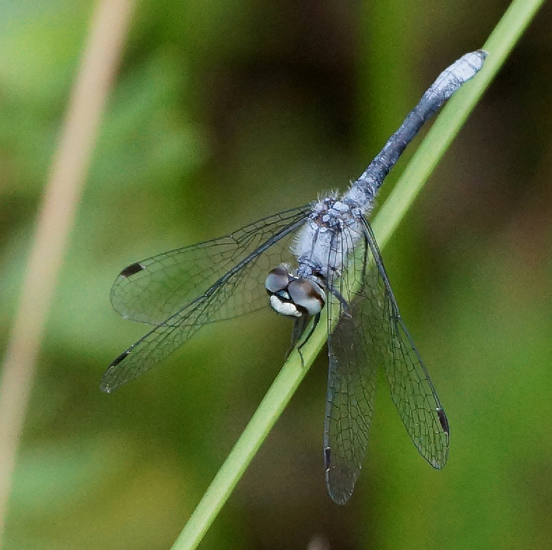 Nannothemis