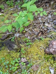 Graphephorum melicoides