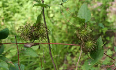 Clematis fusca