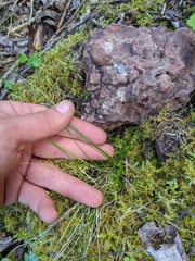 Graphephorum melicoides