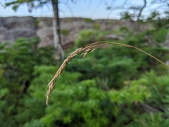 Graphephorum melicoides