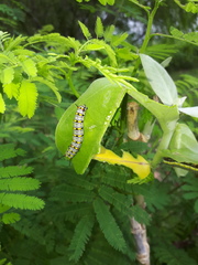 Danaus chrysippus chrysippus