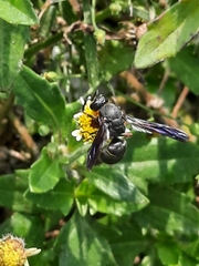 Anterhynchium flavomarginatum