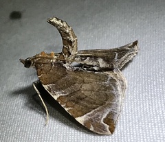 Eulithis molliculata