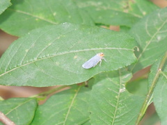 Kosalya flavostrigata