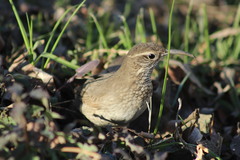 Upucerthia dumetaria