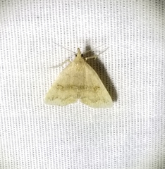 Phalaenostola metonalis