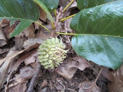 Quercus variabilis