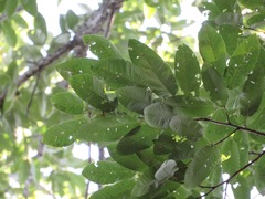 Quercus variabilis