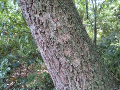Quercus variabilis