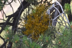 Arceuthobium divaricatum