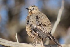 Mimus patagonicus