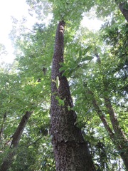 Quercus variabilis