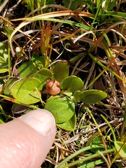 Gaultheria humifusa