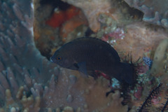 Pomacentrus brachialis