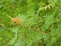 Rhus copallina image