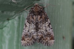 Chytonix sensilis