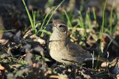 Upucerthia dumetaria