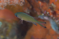 Azurina lepidolepis