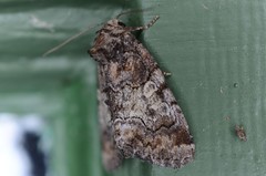 Chytonix sensilis