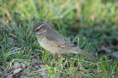 Upucerthia dumetaria