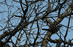 Dumetella carolinensis