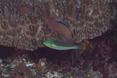 Stethojulis bandanensis