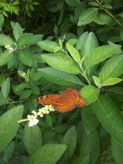Junonia hedonia ida