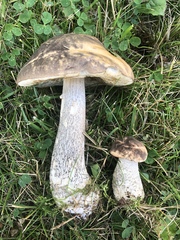 Leccinum alaskanum
