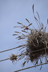 Tillandsia caliginosa