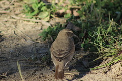 Upucerthia dumetaria