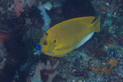 Apolemichthys trimaculatus