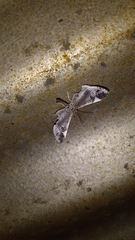 Macrosoma conifera