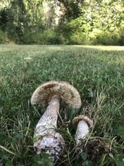 Leccinum alaskanum