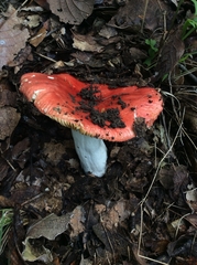 Russula mexicana