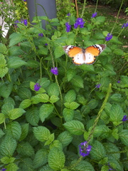 Danaus chrysippus chrysippus