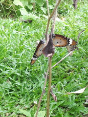 Danaus chrysippus chrysippus