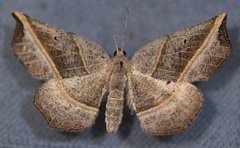 Metanema determinata