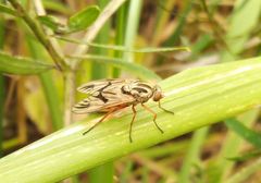Arthropeas