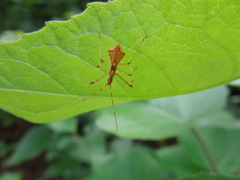 Epidaus tuberosus